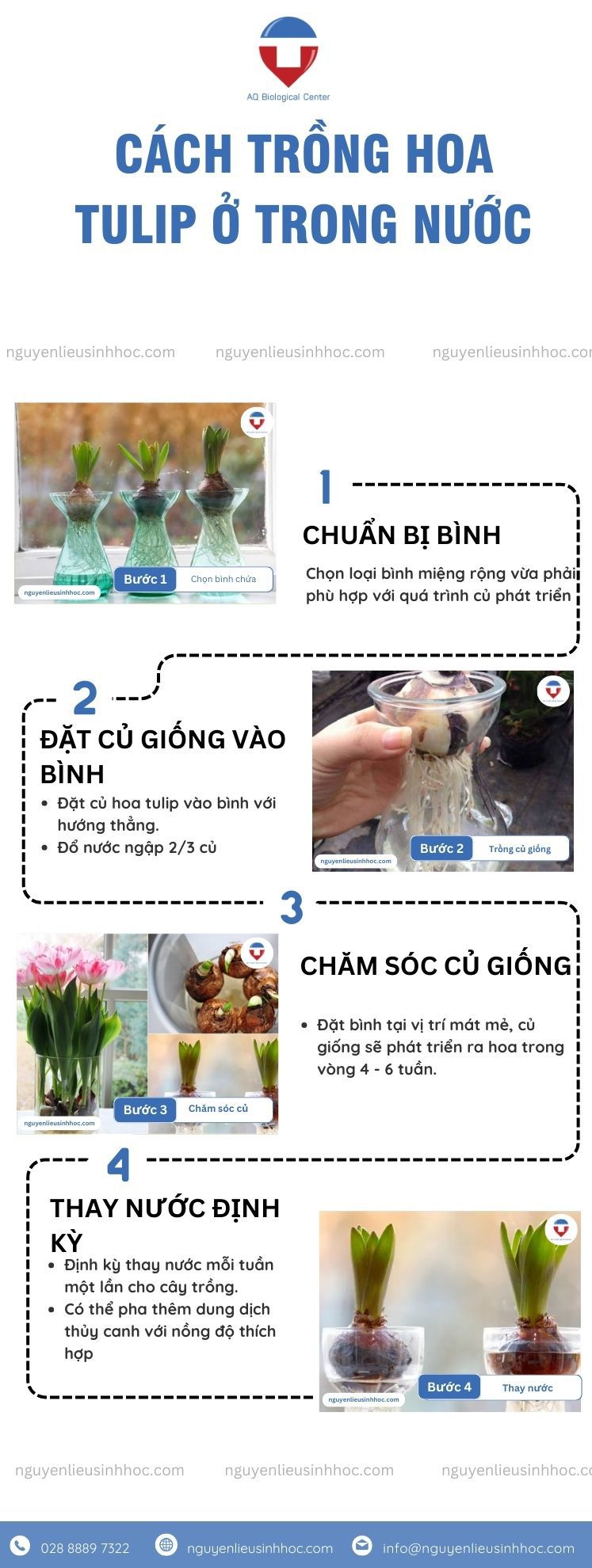 Cách trồng hoa tulip nở đúng Tết và chăm hoa đơn giản tại nhà