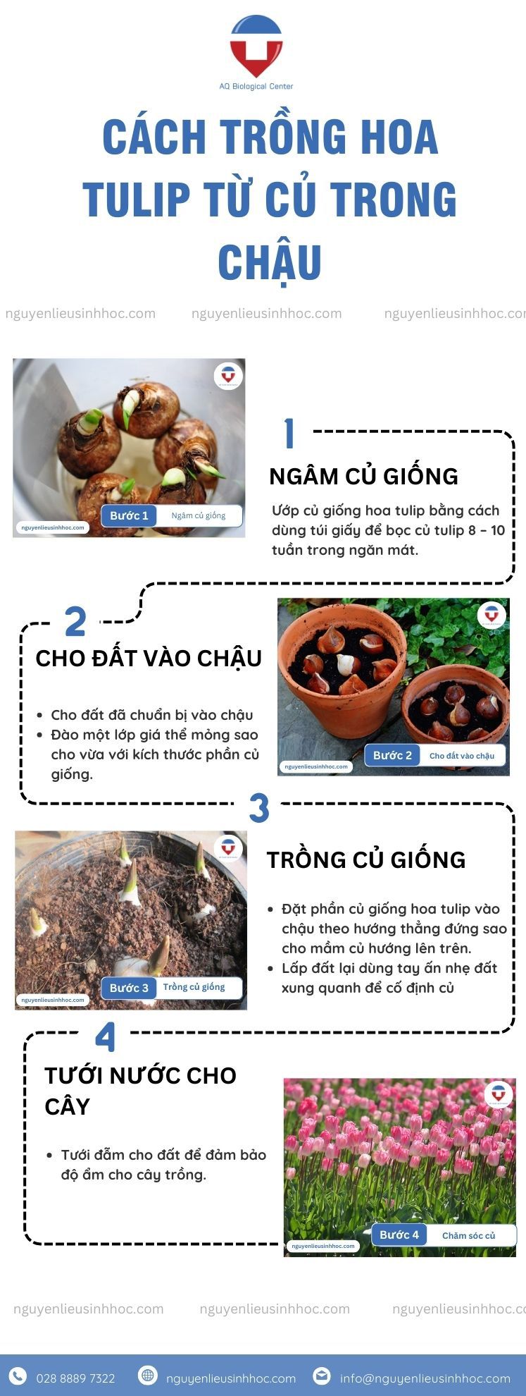 Cách trồng hoa tulip nở đúng Tết và chăm hoa đơn giản tại nhà