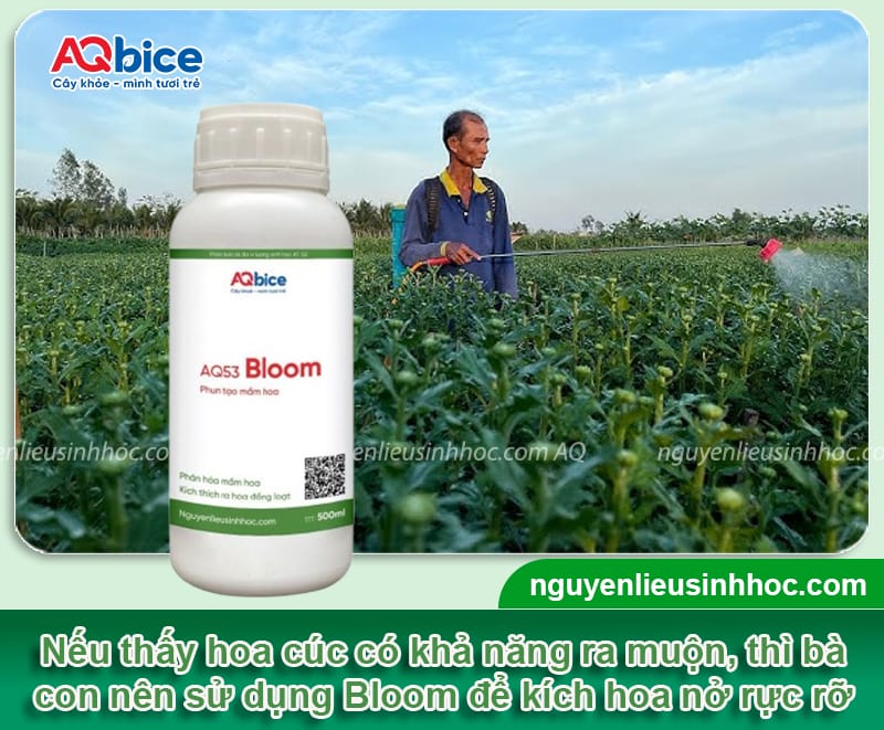Nên trồng hoa cúc Tết vào tháng mấy để bông ra kịp tết 5 Nên trồng hoa cúc Tết vào tháng mấy để bông ra kịp tết