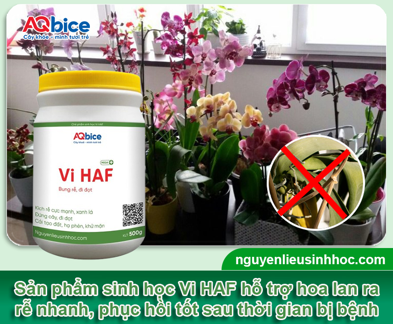Cách phục hồi lan hồ điệp bị héo lá và Nguyên nhân gây ra 4 Cách phục hồi lan hồ điệp bị héo lá và Nguyên nhân gây ra