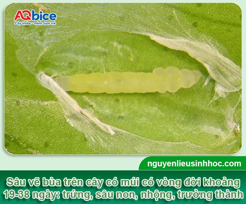 Phòng trừ dứt điểm sâu vẽ bùa hại cây ăn quả có múi