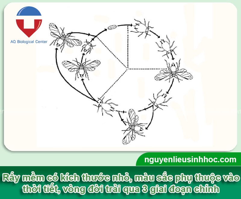 Phòng trừ rầy mềm hại tiêu hiệu quả, đảm bảo cây khỏe mạnh