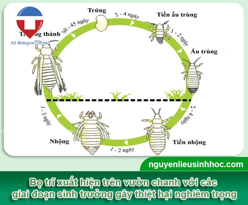 Phòng trừ bọ trĩ hại chanh hiệu quả, an toàn với Mebe Pa