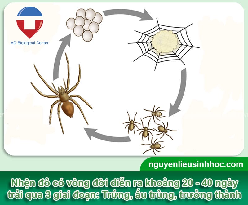 Cách phòng trừ nhện đỏ hại chuối, cứu vườn khỏi nguy hiểm