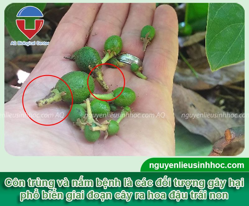 Thuốc chống rụng trái non Mfruit dưỡng lớn trái, đẹp mã