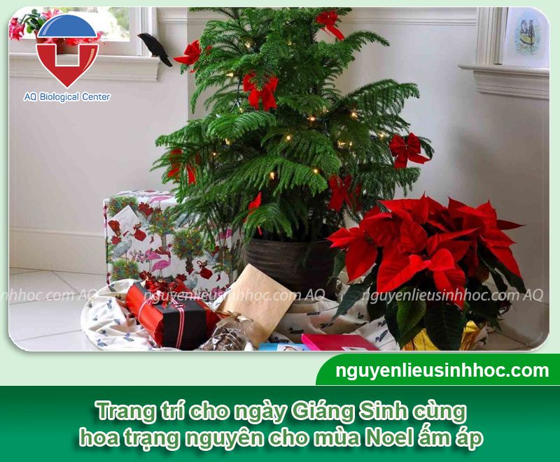 Hoa trạng nguyên trang trí Noel đầy ấn tượng và nhiều ý nghĩa