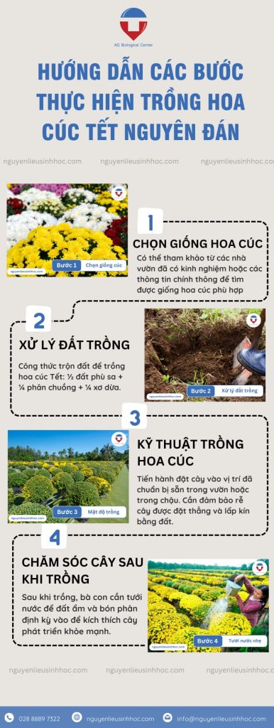 Nên trồng hoa cúc Tết vào tháng mấy để đạt hiệu quả cao nhất?