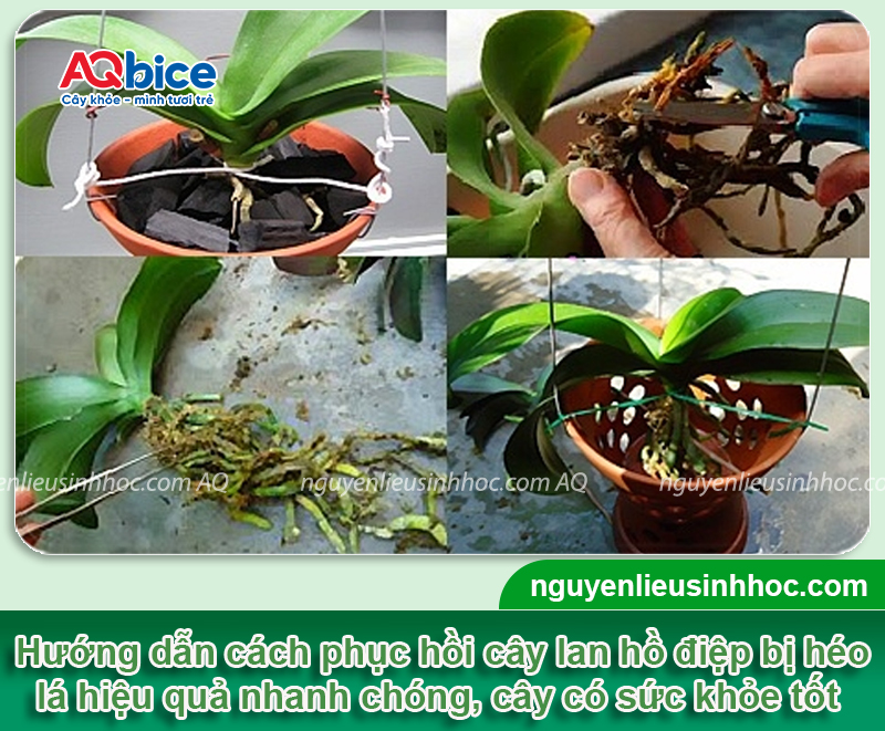 Cách phục hồi lan hồ điệp bị héo lá và Nguyên nhân gây ra 3 Cách phục hồi lan hồ điệp bị héo lá và Nguyên nhân gây ra