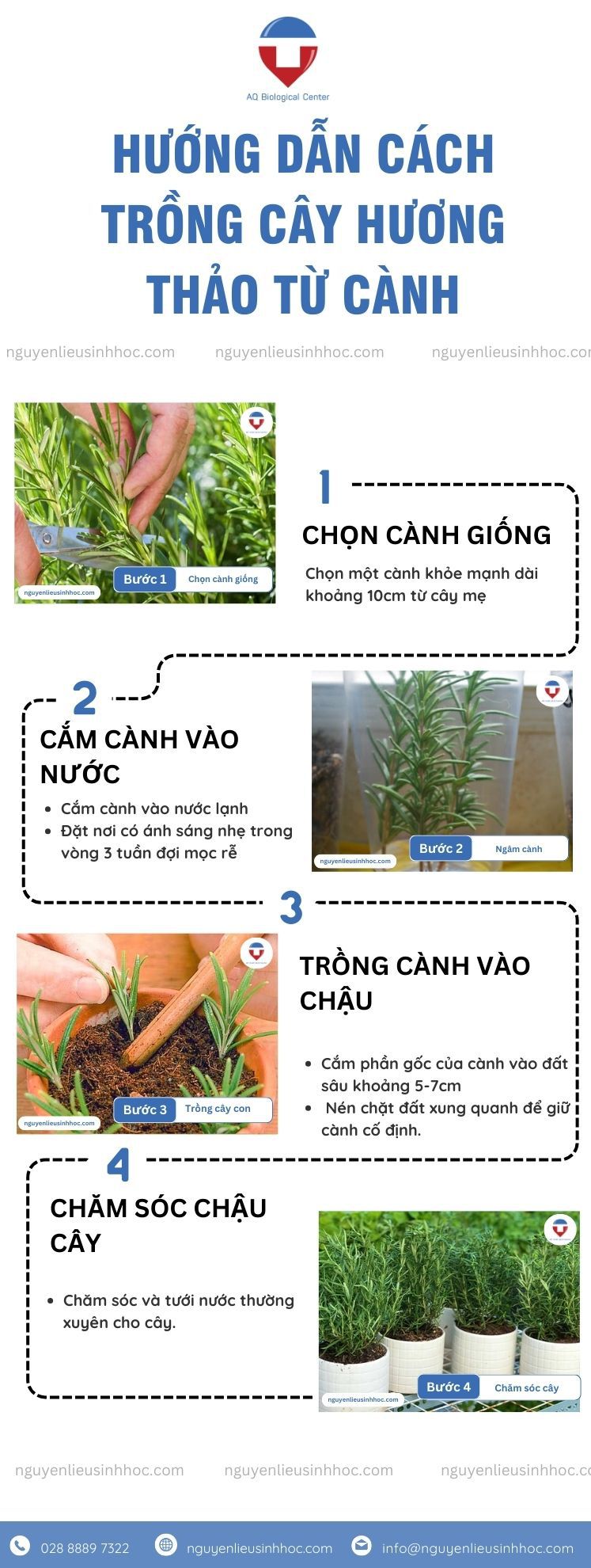 Hướng dẫn cách trồng cây hương thảo và chăm sóc tại nhà