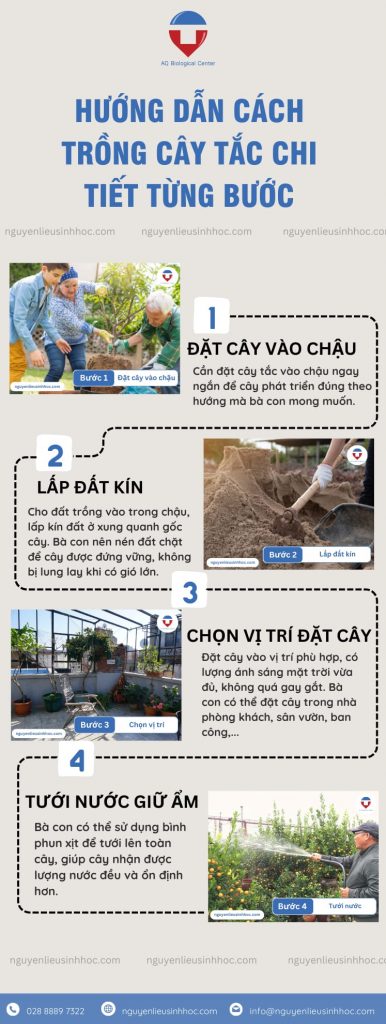 Hướng dẫn cách trồng cây tắc đơn giản, trái ra sai trĩu