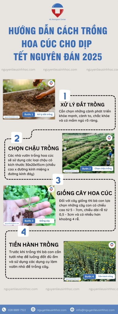 Tổng hợp các loại hoa cúc Tết được mua nhiều nhất