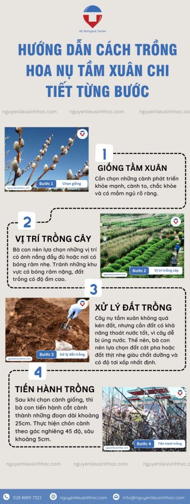 Nụ tầm xuân là hoa gì? Ý nghĩa và cách trồng hoa nụ tầm xuân