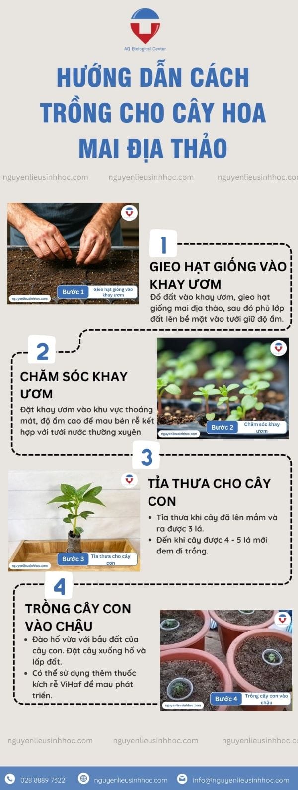 Hướng dẫn cách trồng mai địa thảo hoa nở rực rỡ quanh năm