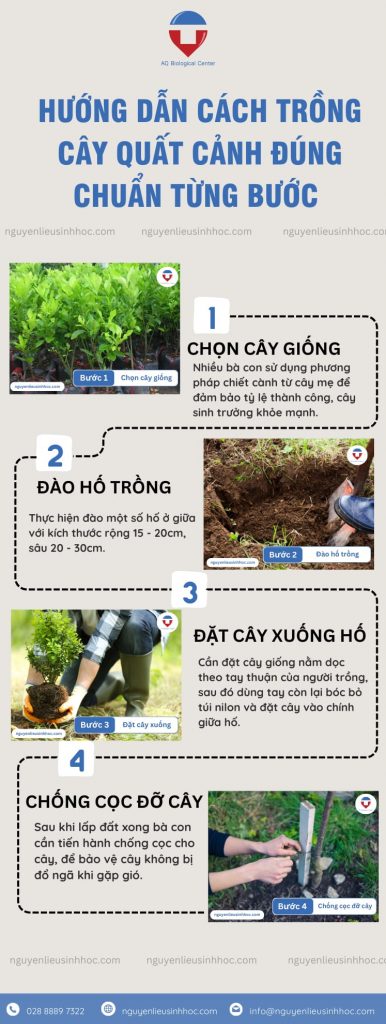 Cách trồng cây quất cảnh đơn giản, cho trái nhiều, tròn đều