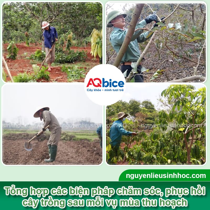 Kỹ thuật phục hồi cây sau thu hoạch xanh tốt, sạch nấm bệnh 3 Kỹ thuật phục hồi cây sau thu hoạch xanh tốt, sạch nấm bệnh