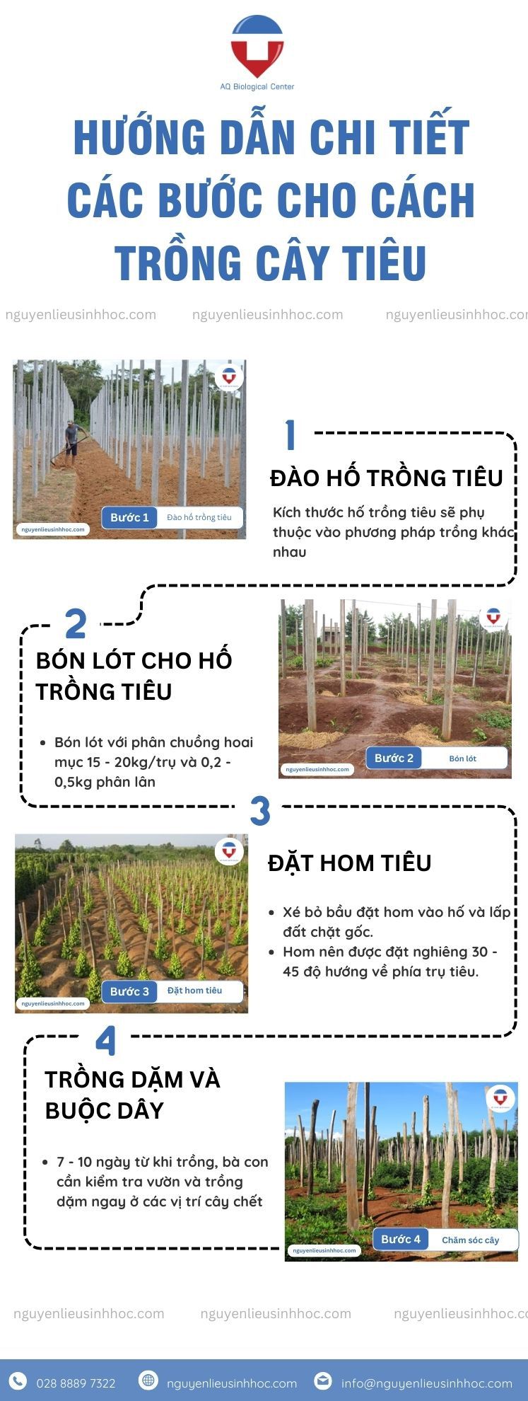 Cách trồng cây tiêu đúng kỹ thuật và chăm sóc năng suất cao