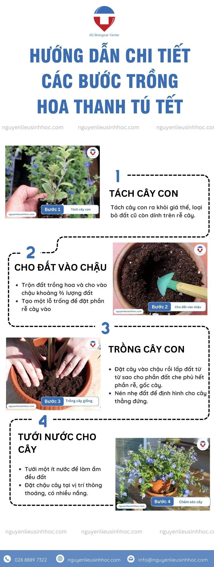 Ý nghĩa, cách trồng hoa thanh tú Tết và chăm sóc hoa nở rộ