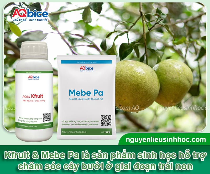 Chăm sóc bưởi giai đoạn trái non giúp trái ra to, chống rụng 3 Chăm sóc bưởi giai đoạn trái non giúp trái ra to, chống rụng