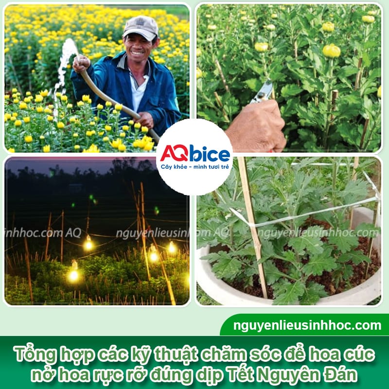 Nên trồng hoa cúc Tết vào tháng mấy để bông ra kịp tết 4 Nên trồng hoa cúc Tết vào tháng mấy để bông ra kịp tết