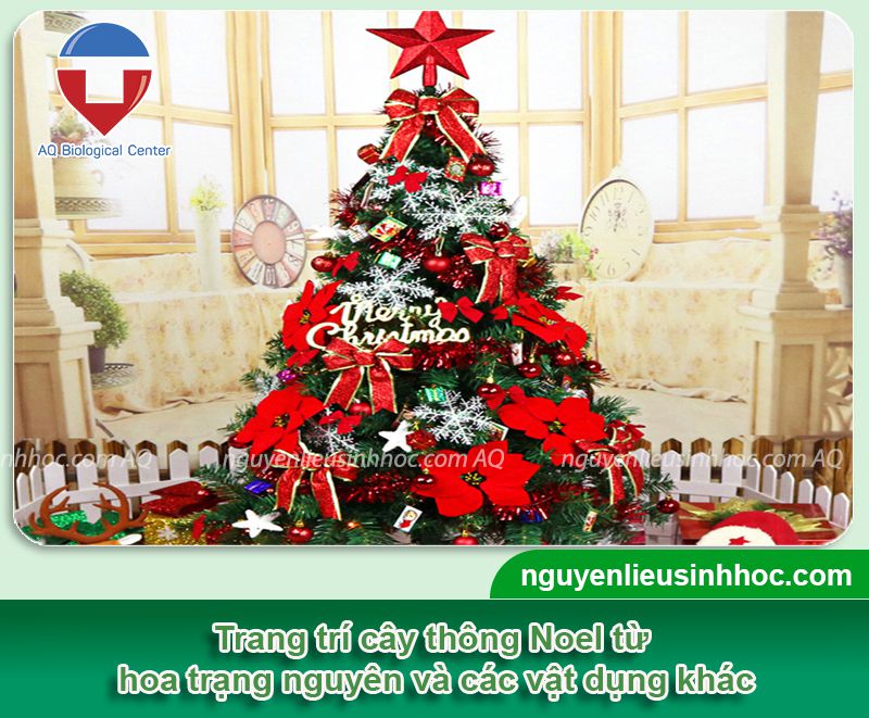 Hoa trạng nguyên trang trí Noel đầy ấn tượng và nhiều ý nghĩa