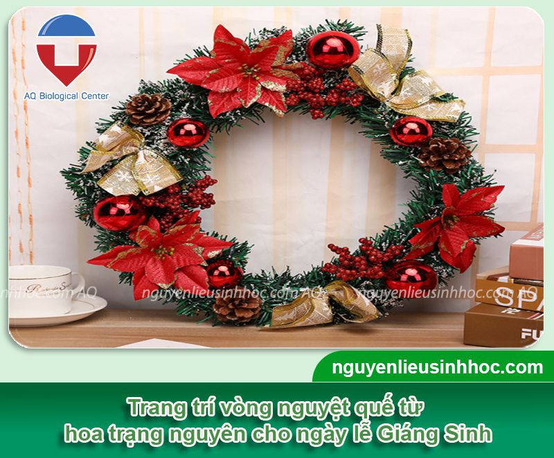 Hoa trạng nguyên trang trí Noel đầy ấn tượng và nhiều ý nghĩa