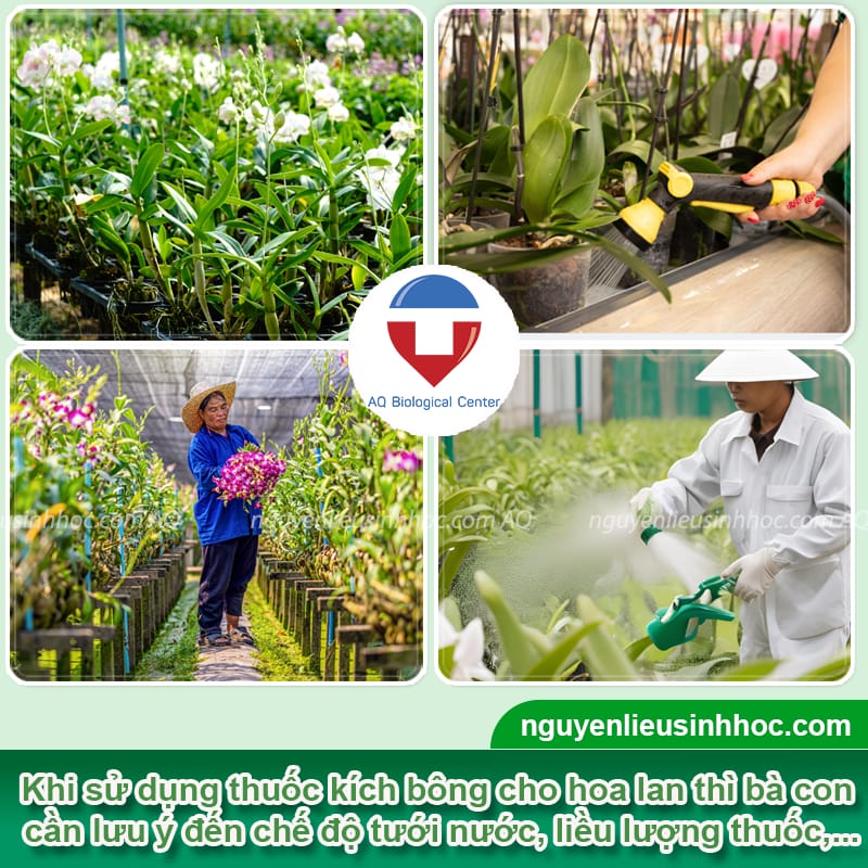 Thuốc kích hoa cho lan Bloom giúp hoa nhanh nở, màu rực rỡ