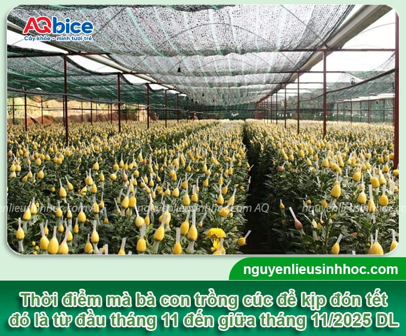 Nên trồng hoa cúc Tết vào tháng mấy để bông ra kịp tết