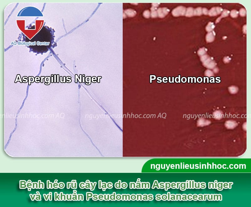 Cách phòng trừ bệnh héo rũ trên cây lạc, nguyên nhân do đâu