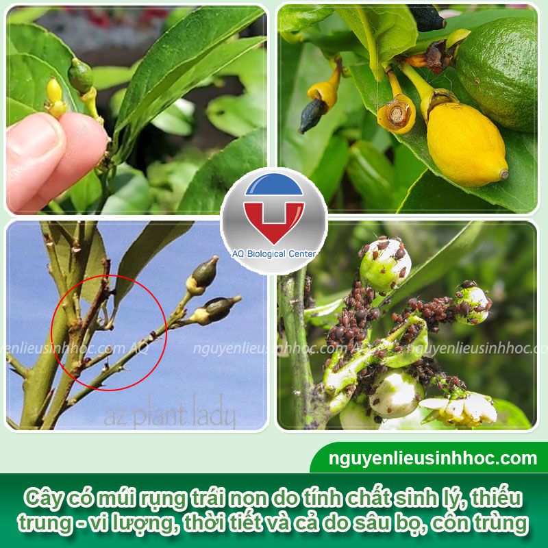 Thuốc chống rụng trái non Mfruit dưỡng lớn trái, đẹp mã