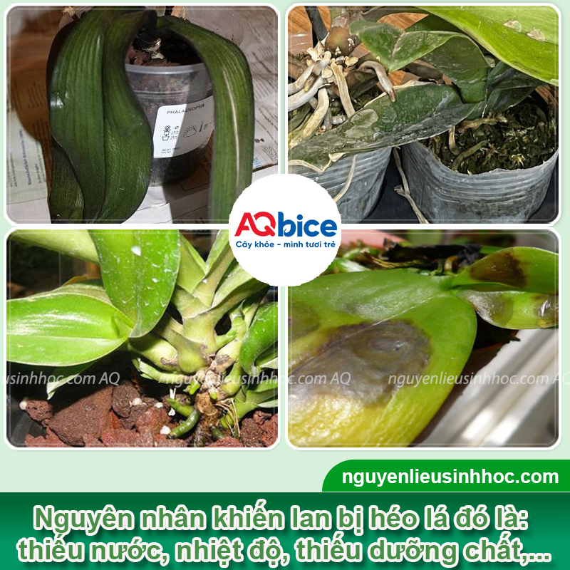 Cách phục hồi lan hồ điệp bị héo lá và Nguyên nhân gây ra 2 Cách phục hồi lan hồ điệp bị héo lá và Nguyên nhân gây ra