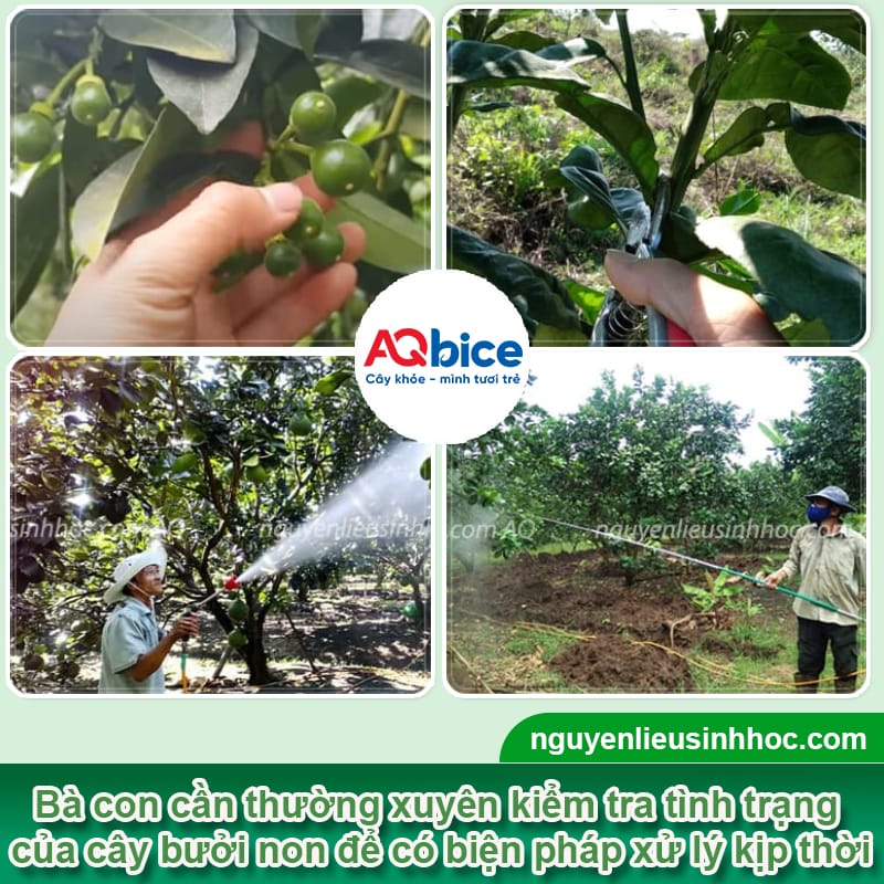 Chăm sóc bưởi giai đoạn trái non giúp trái ra to, chống rụng 4 Chăm sóc bưởi giai đoạn trái non giúp trái ra to, chống rụng