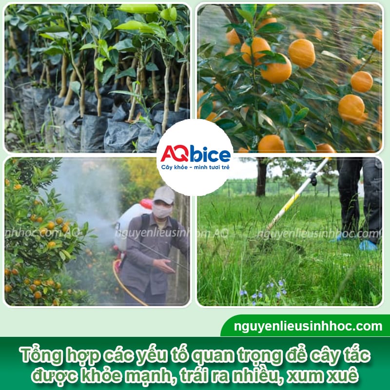 Cách chăm sóc cây tắc ra trái đúng dịp Tết, trái xum xuê