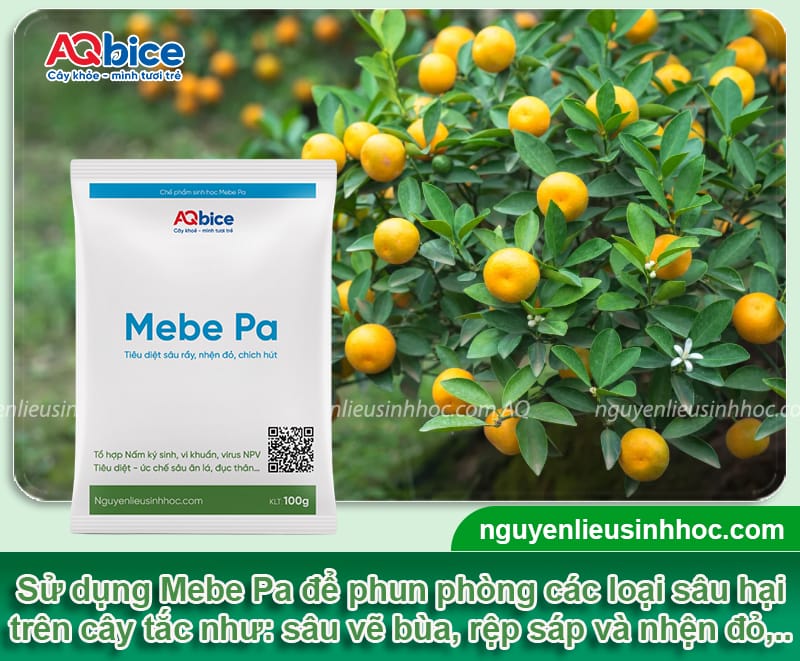 Cách chăm sóc cây tắc ra trái đúng dịp Tết, trái xum xuê