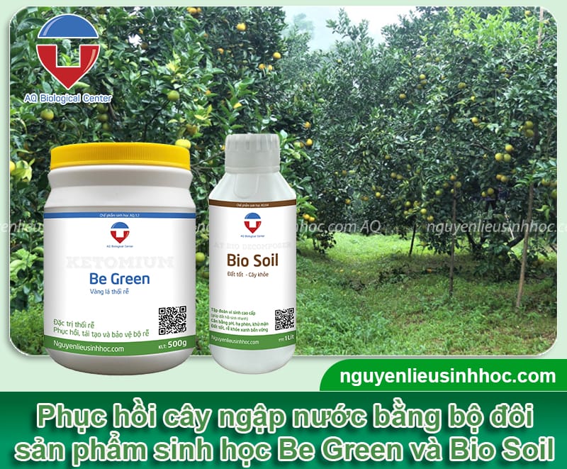 Cách phục hồi cây ngập nước giúp cây tươi xanh, khỏe mạnh