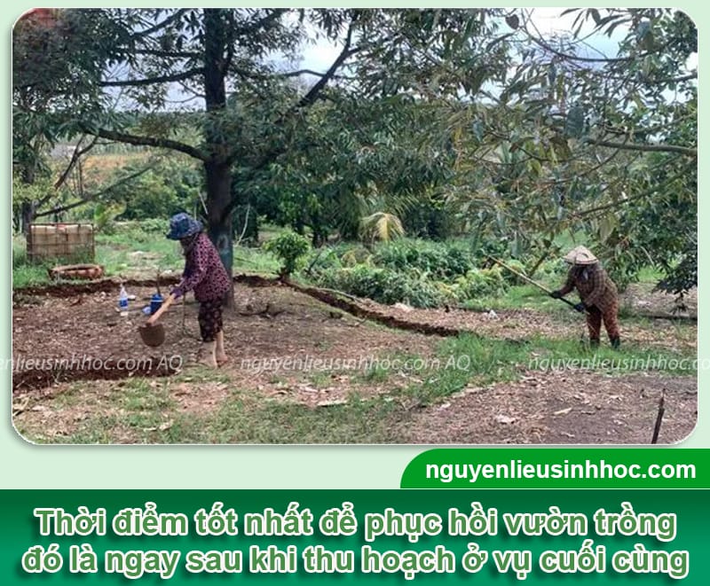 Kỹ thuật phục hồi cây sau thu hoạch xanh tốt, sạch nấm bệnh 2 Kỹ thuật phục hồi cây sau thu hoạch xanh tốt, sạch nấm bệnh