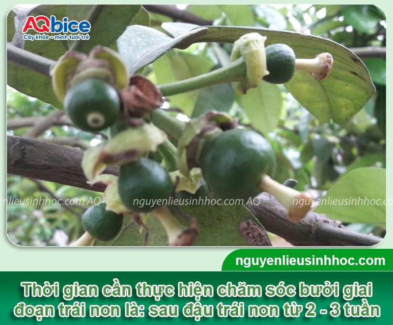 Chăm sóc bưởi giai đoạn trái non giúp trái ra to, chống rụng