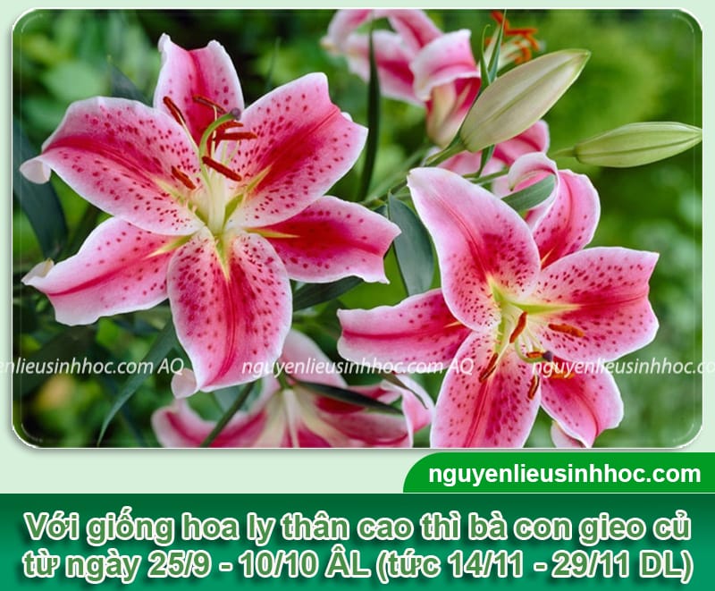 Thời gian trồng hoa ly tết và Bí quyết cho hoa nở đúng dịp