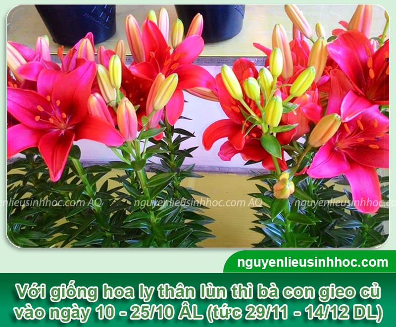 Thời gian trồng hoa ly tết và Bí quyết cho hoa nở đúng dịp
