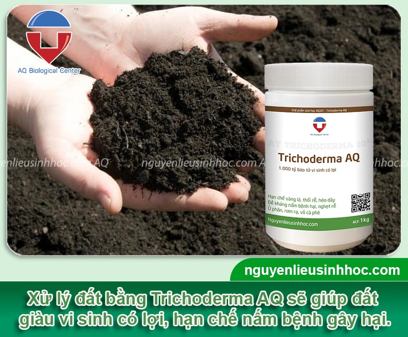 Xử lý đất bằng Trichoderma với 1000 tỷ bào tử vi sinh có lợi