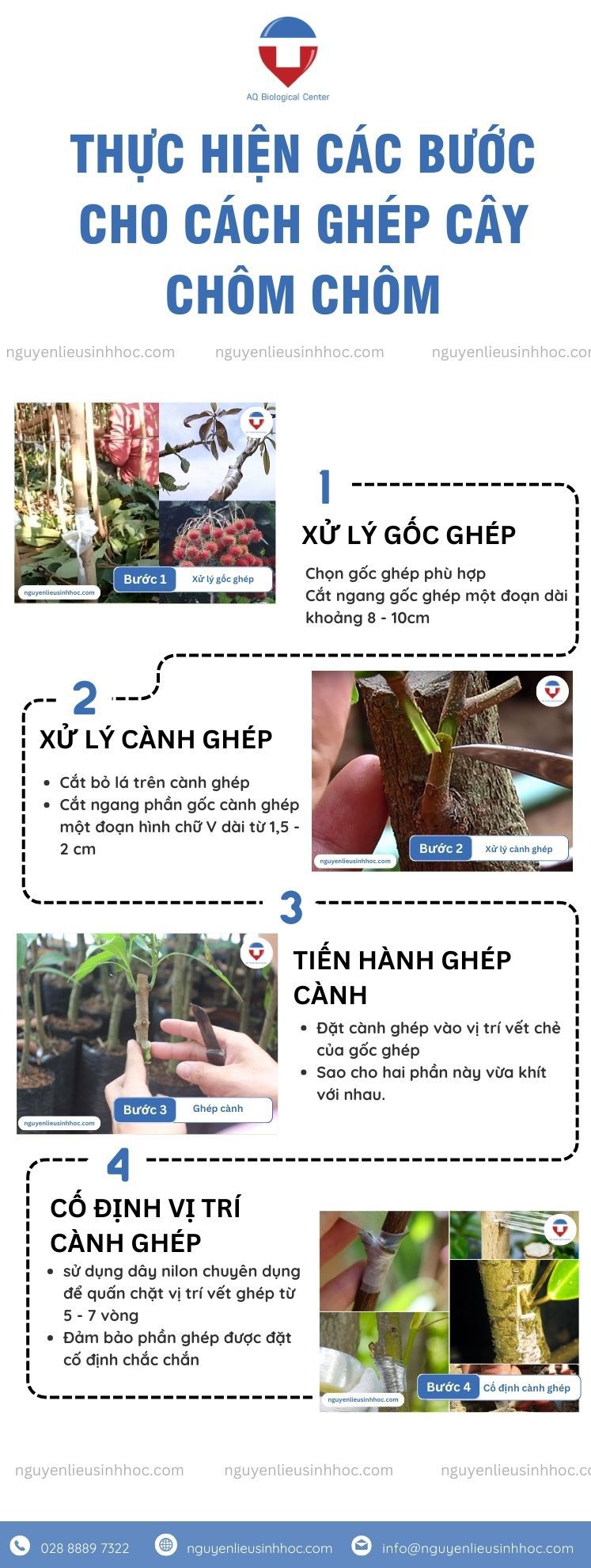 Hướng dẫn thực hiện cách ghép cây chôm chôm bằng mắt ghép