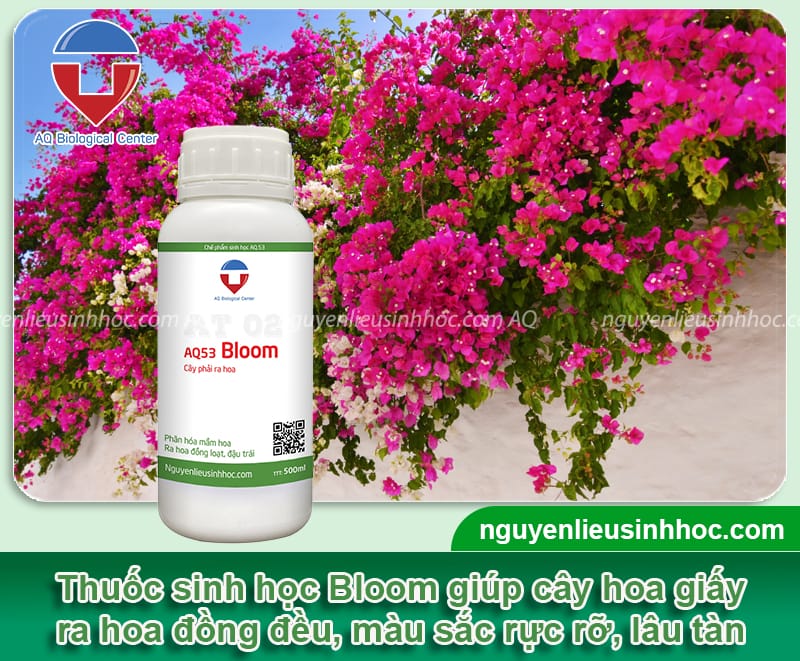 Thuốc kích hoa giấy ra hoa Bloom giúp hoa ra đồng loạt, lâu tàn