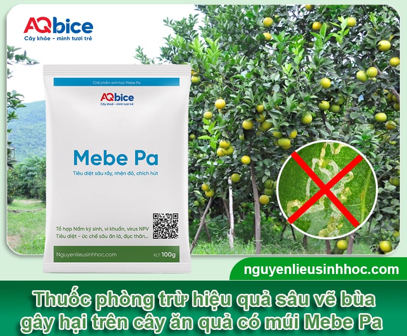 Phòng trừ dứt điểm sâu vẽ bùa hại cây ăn quả có múi