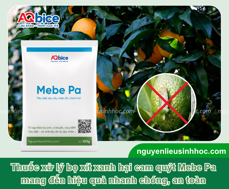 Nhận biết bọ xít xanh hại cam và Cách diệt triệt để