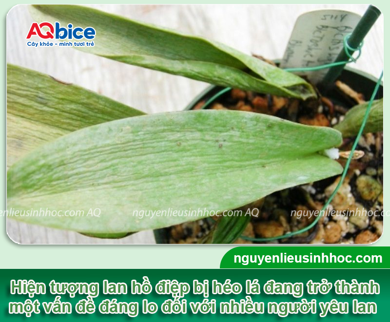 Cách phục hồi lan hồ điệp bị héo lá và Nguyên nhân gây ra