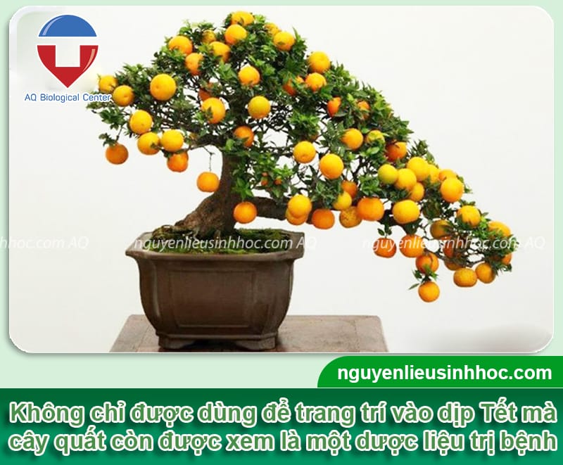 Cách trồng cây quất cảnh đơn giản, cho trái nhiều, tròn đều