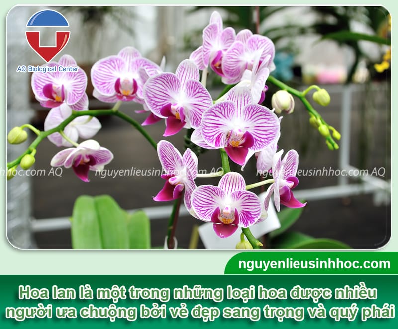 Thuốc kích hoa cho lan Bloom giúp hoa nhanh nở, màu rực rỡ