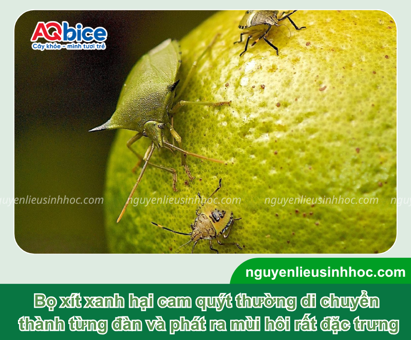 Nhận biết bọ xít xanh hại cam và Cách diệt triệt để