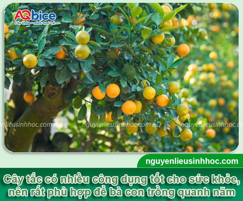 Cách chăm sóc cây tắc ra trái đúng dịp Tết, trái xum xuê