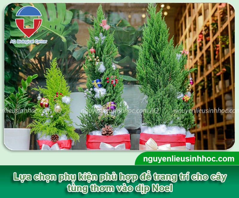 Hướng dẫn cây tùng thơm trang trí noel bằng phụ kiện đơn giản