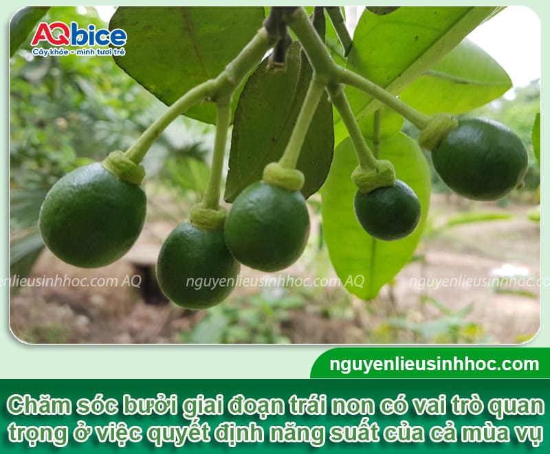 Chăm sóc bưởi giai đoạn trái non giúp trái ra to, chống rụng 1 Chăm sóc bưởi giai đoạn trái non giúp trái ra to, chống rụng